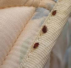 bed bug