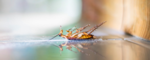 dead cockroach