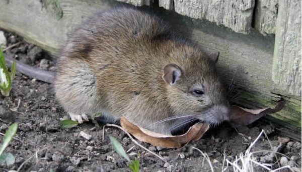 rat