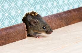 rodent entry point