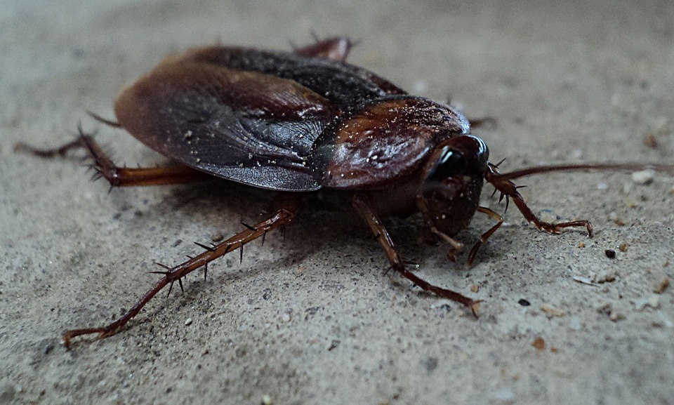 cockroach at home